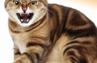 Understanding Pet Aggression: Causes and Solutions Explained